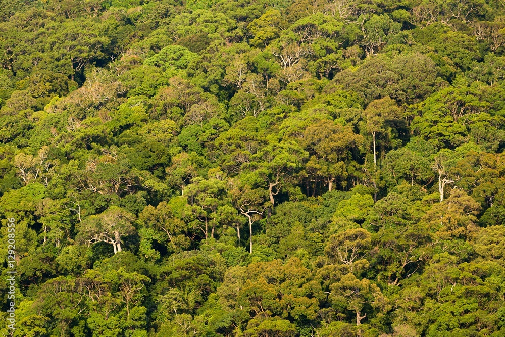 Tropical rainforest landscape