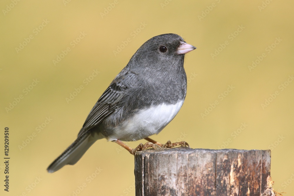 Obraz premium Junco On A Stump