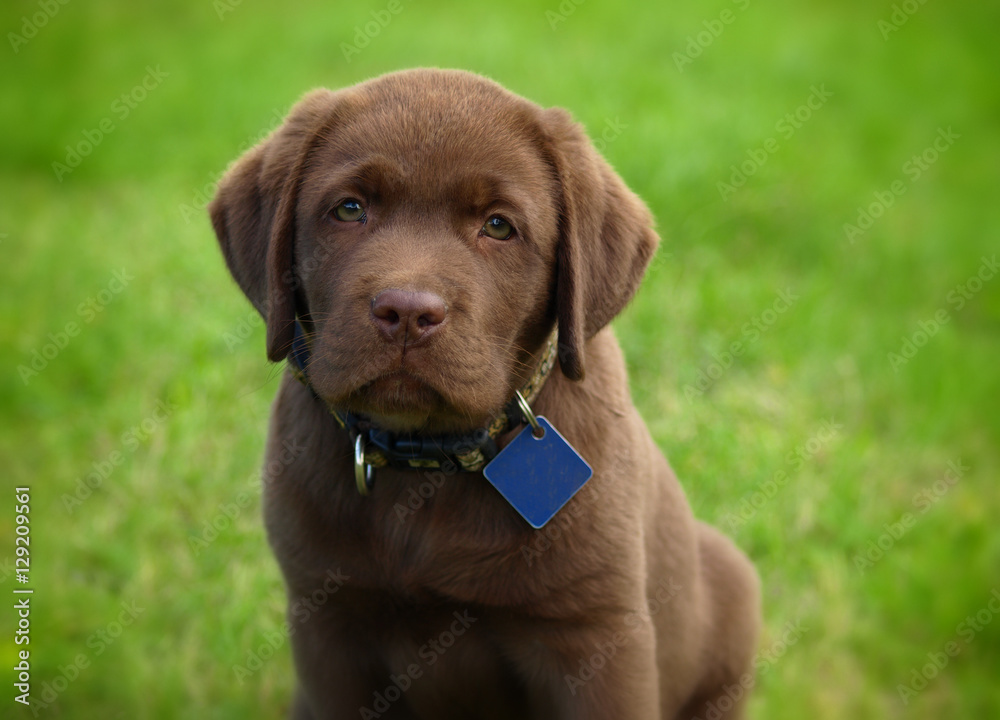 young labrador retriever puppy young labrador retriever puppy