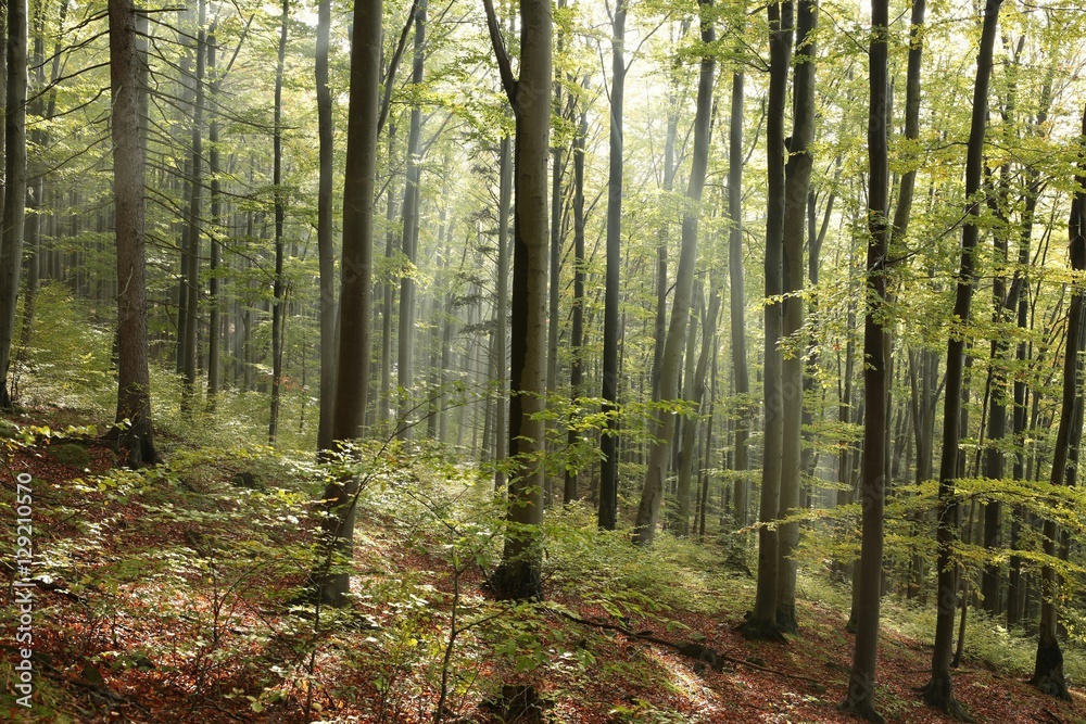 Fototapeta premium Autumn beech forest after the rain in the sunshine