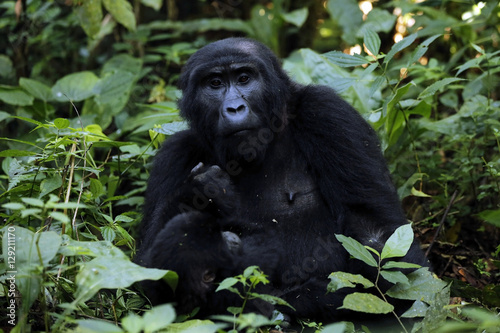 Mountain Gorilla (Gorilla beringei beringei) in Bwindi Impenetrable National Park, Uganda © Daniel Lamborn
