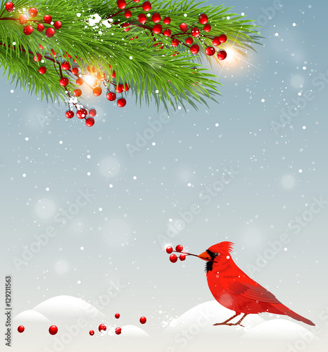Green fir branches and cardinal bird
