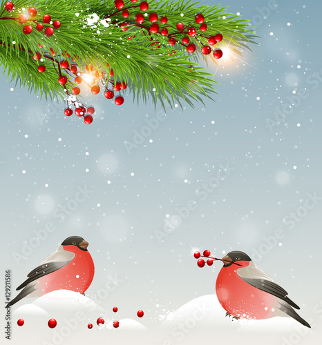 Two bullfinches and green fir