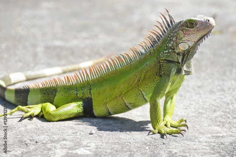 Obraz premium Iguana