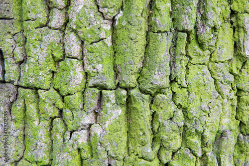 mossy tree bark