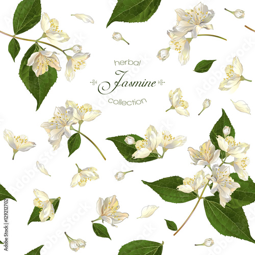 Jasmine seamless pattern photo