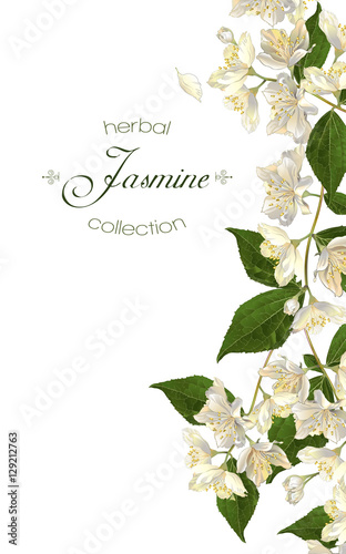 Jasmine flowers banner