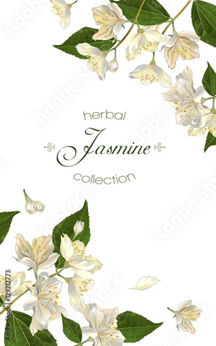 Jasmine flowers banner