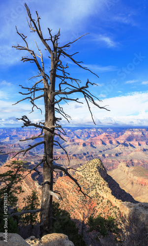 Dry tree above South Rim of Grand Canyon, Arizona, United States