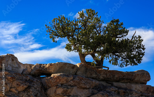 Pine on the cliff above the Grand Canyon, Arizona, United States