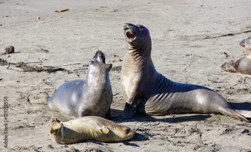 Elephant Seals