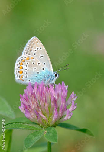 Common Blue (Polyomathus icarus) butterfly