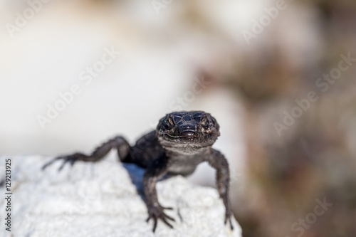 Macro of black Rock agama lizard curiously looking into camera