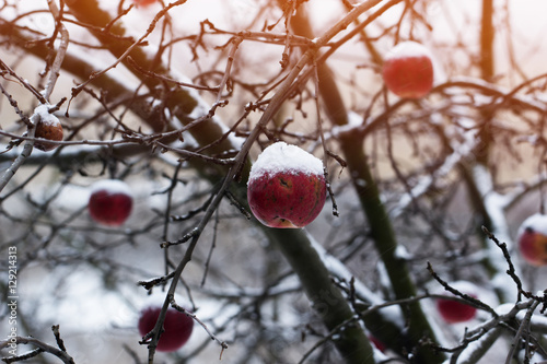 Red apples on an apple-tree covered with snow photo