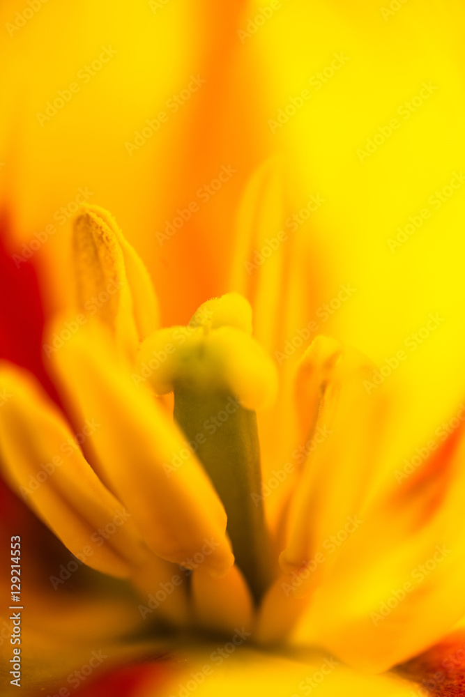 Fototapeta premium Closeup of the blooming yellow tulip flower