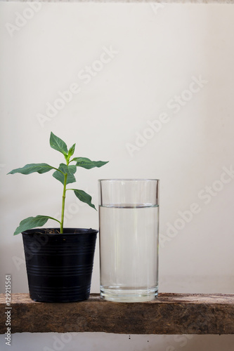 Drink in a glass and a tree in a pot.