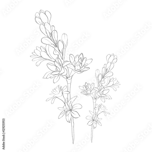 Tuberose vector Image medicinal, perfumery and cosmetic plants. Wallpaper. Use printed materials, signs, posters, postcards, packaging. 