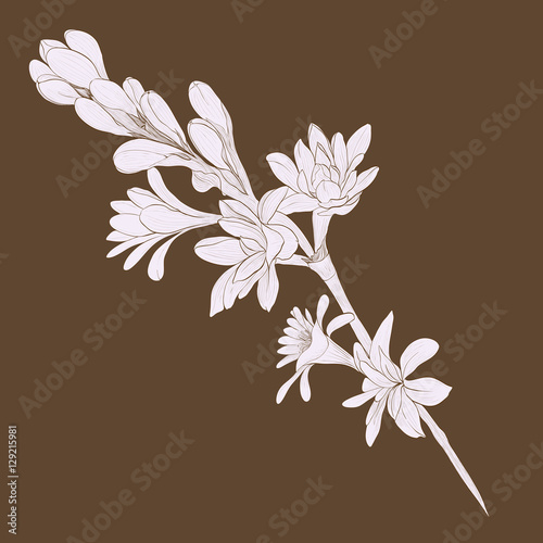 Tuberose vector Image medicinal, perfumery and cosmetic plants. Wallpaper. Use printed materials, signs, posters, postcards, packaging. 