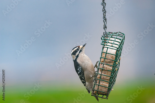 downy Woodpecker photo