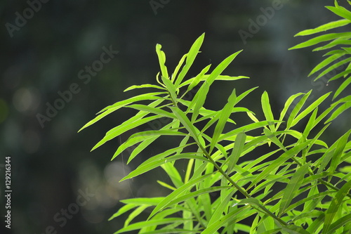 green leaves of fern