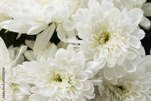 background of white chrysanthemums flowers