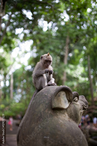 young monkey with funny haircut sitts on a temple statue focused on something in his hands in portrait format