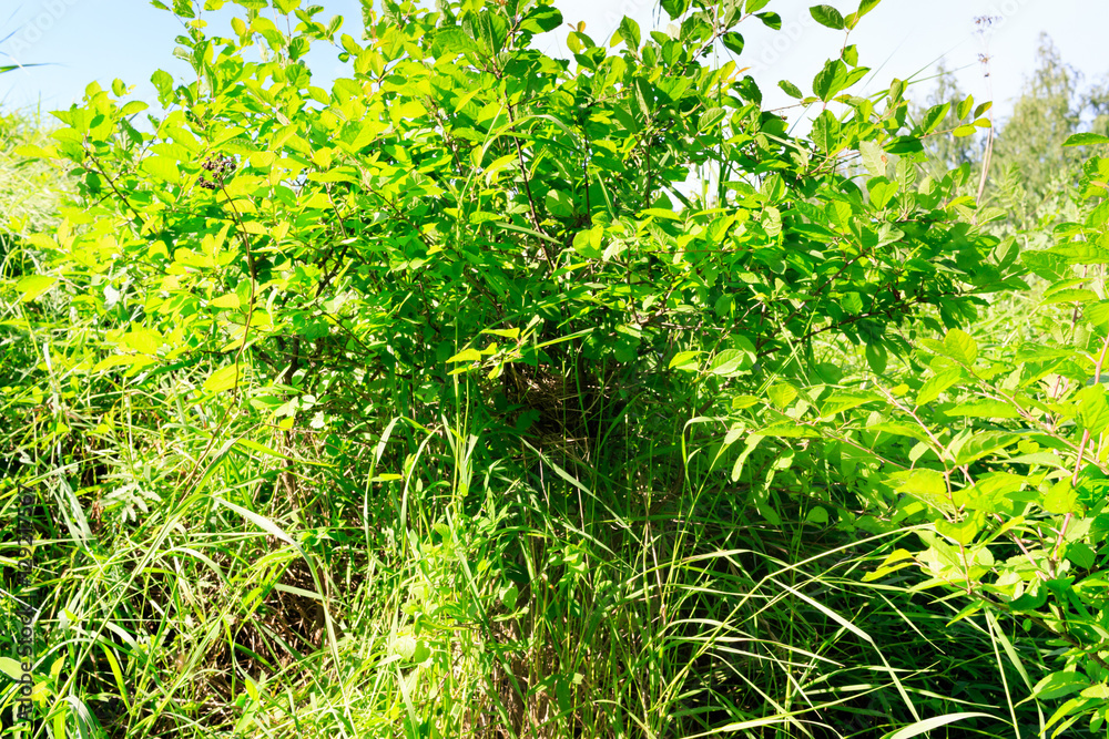 Breeding (nesting) Habitat of the Common Shrike (Lanius collurio Breeding (nesting) Habitat of the Common Shrike (Lanius collurio