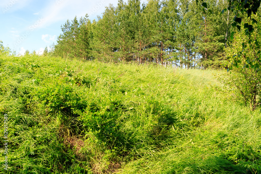 Breeding (nesting) Habitat of the Common Shrike (Lanius collurio Breeding (nesting) Habitat of the Common Shrike (Lanius collurio