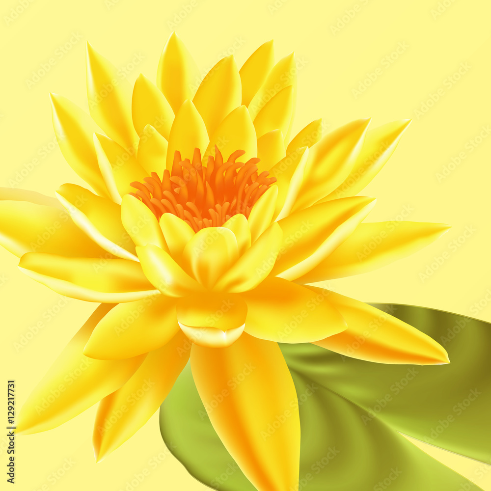 Lotus flower. Vector floral background.