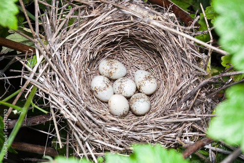 Photos Lanius collurio. The nest of the Common Shrike in nature.