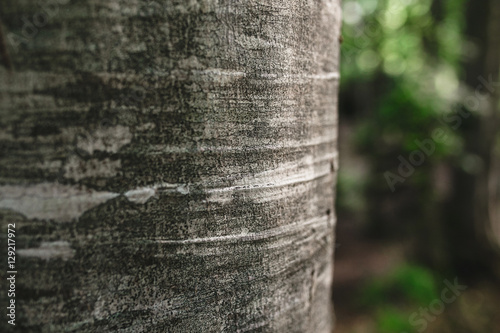 Beech bark close up in a dark fairy forest photo