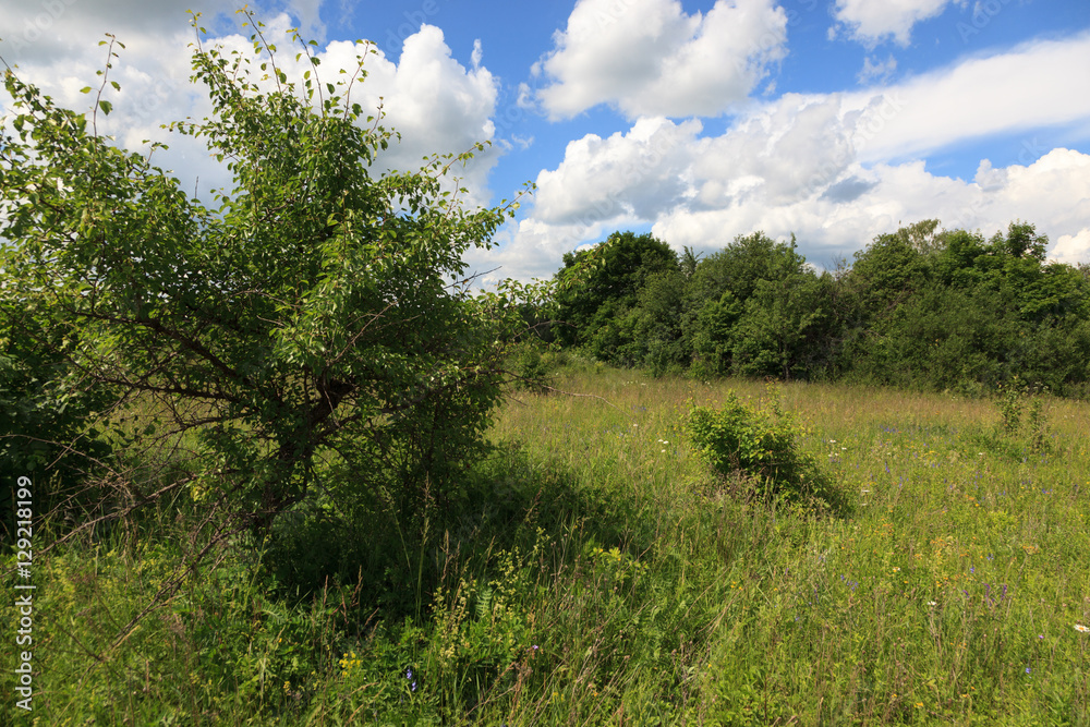 Breeding (nesting) Habitat of the Common Shrike (Lanius collurio