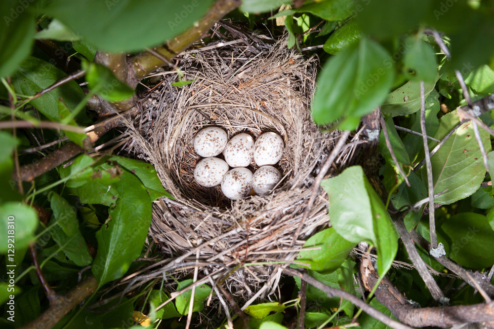 Lanius collurio. The nest of the Common Shrike in nature. Lanius collurio. The nest of the Common Shrike in nature.