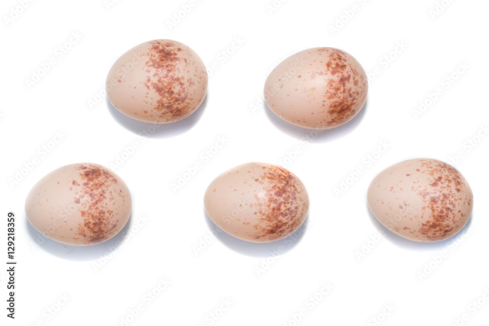 Fototapeta premium Lanius collurio. The eggs of the Common Shrike in front of white