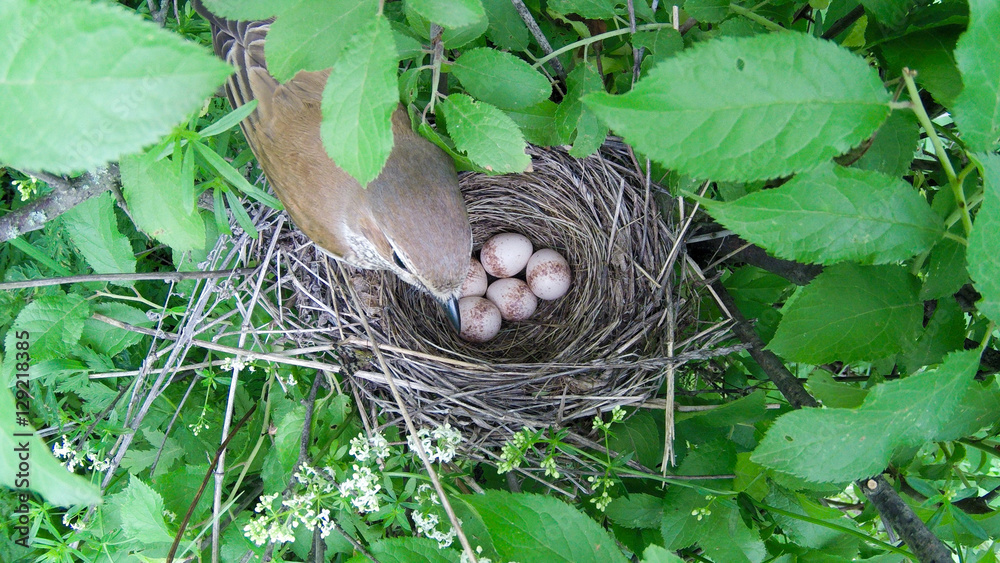 Lanius collurio. The nest of the Common Shrike in nature. Lanius collurio. The nest of the Common Shrike in nature.