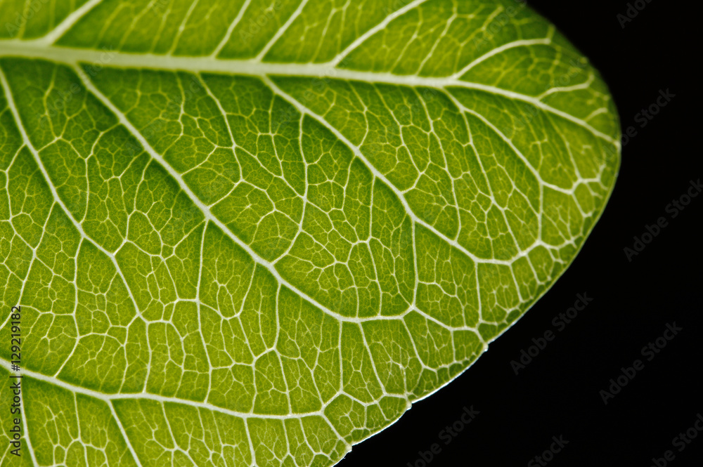 Obraz premium Wassertropfen auf einem Blatt