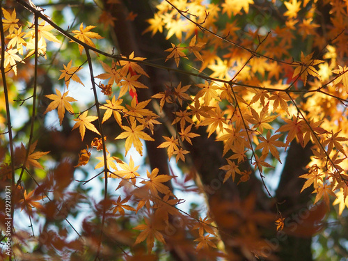 Leaves of deciduous tree colored yellow