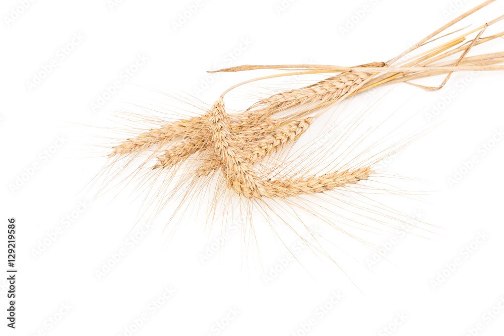 ears of wheat isolated on white ears of wheat isolated on white