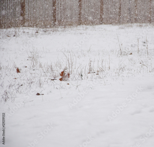 white winter snow background © altana_studio