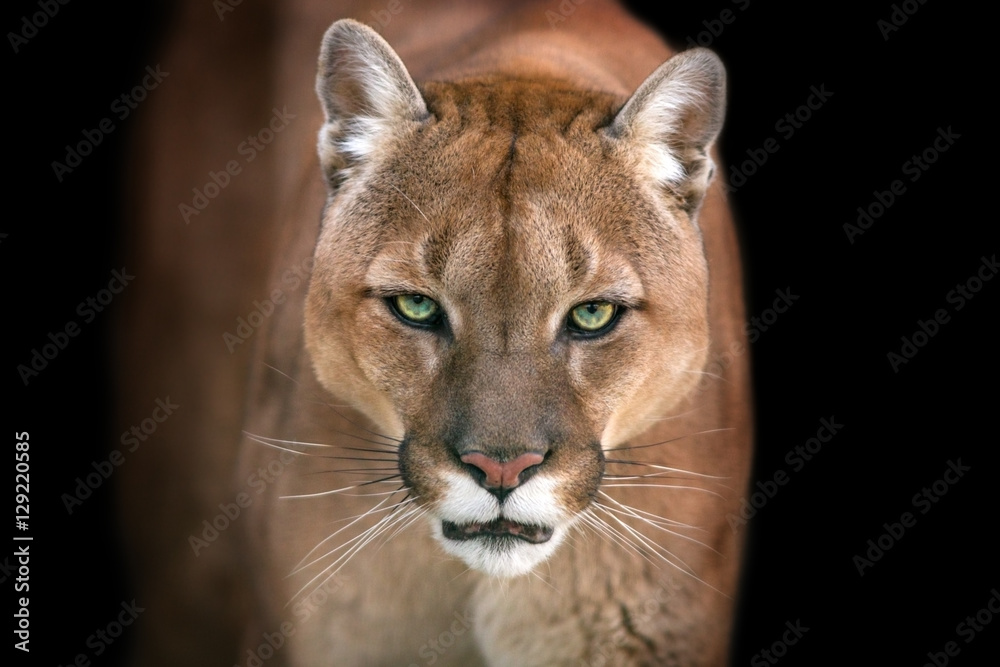 Obraz premium Puma, portret Puma na białym tle na czarnym tle