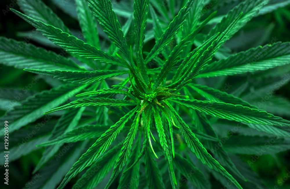 marijuana leaf closeup. cannabis drug. marijuana leaf closeup. cannabis drug.
