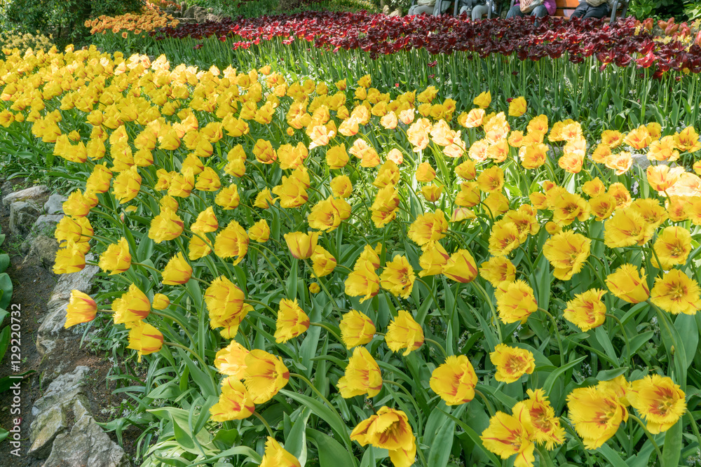 Yellow Tulips at the Tulip Festival in Keukenhof Netherlands Yellow Tulips at the Tulip Festival in Keukenhof Netherlands