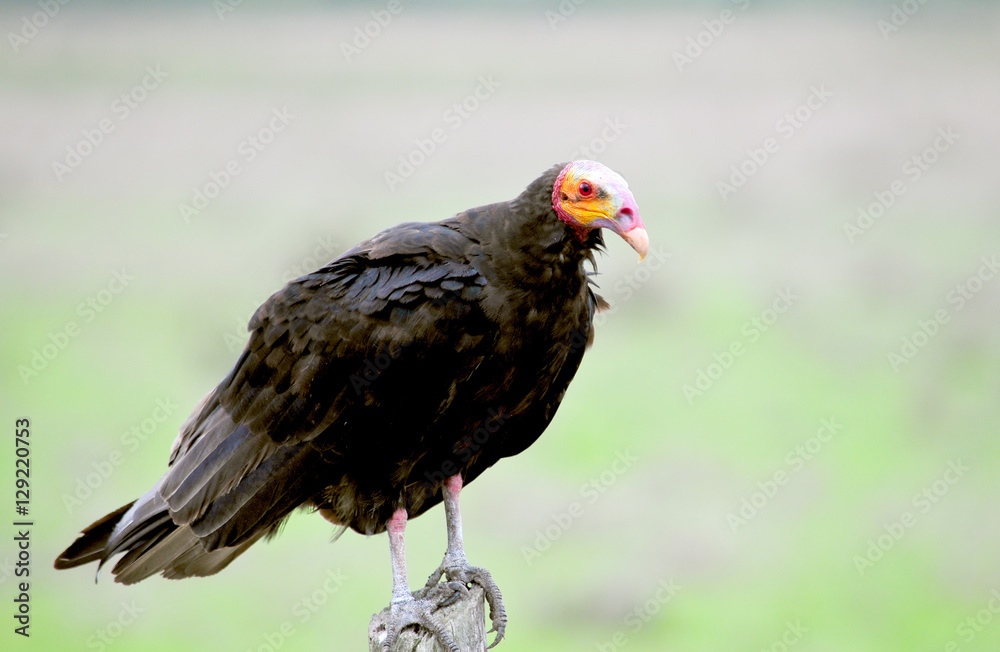 Obraz premium Lesser yellow-headed vulture