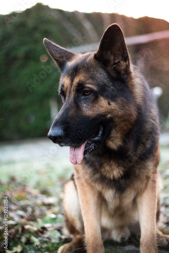 German shepherd