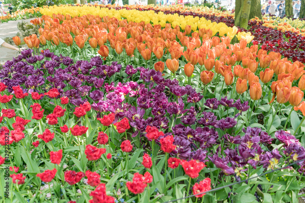 Fields of different colored Tulips at the Tulip Festival in Keukenhof Netherlands