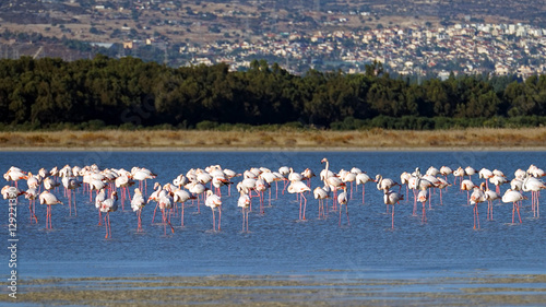 Pink flamingos in wildlife, Cyprus