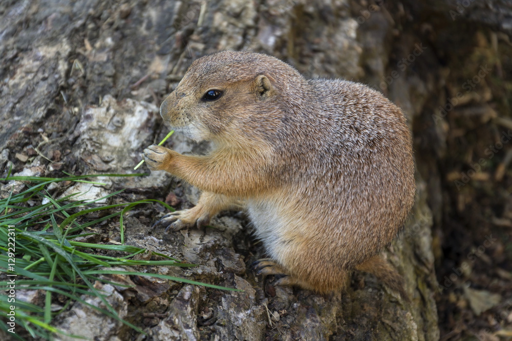 Prairie dog eat green grass stalk on tree trunk Prairie dog eat green grass stalk on tree trunk