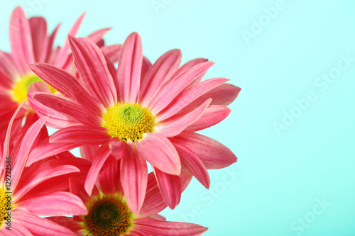 Chrysanthemum flowers on a mint background