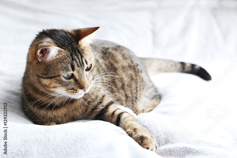 Beautiful cat on the grey plaid