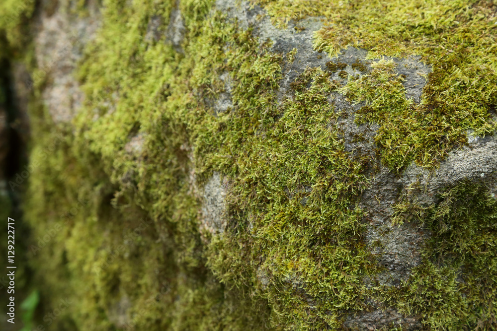 Green moss on stone in the forest Green moss on stone in the forest